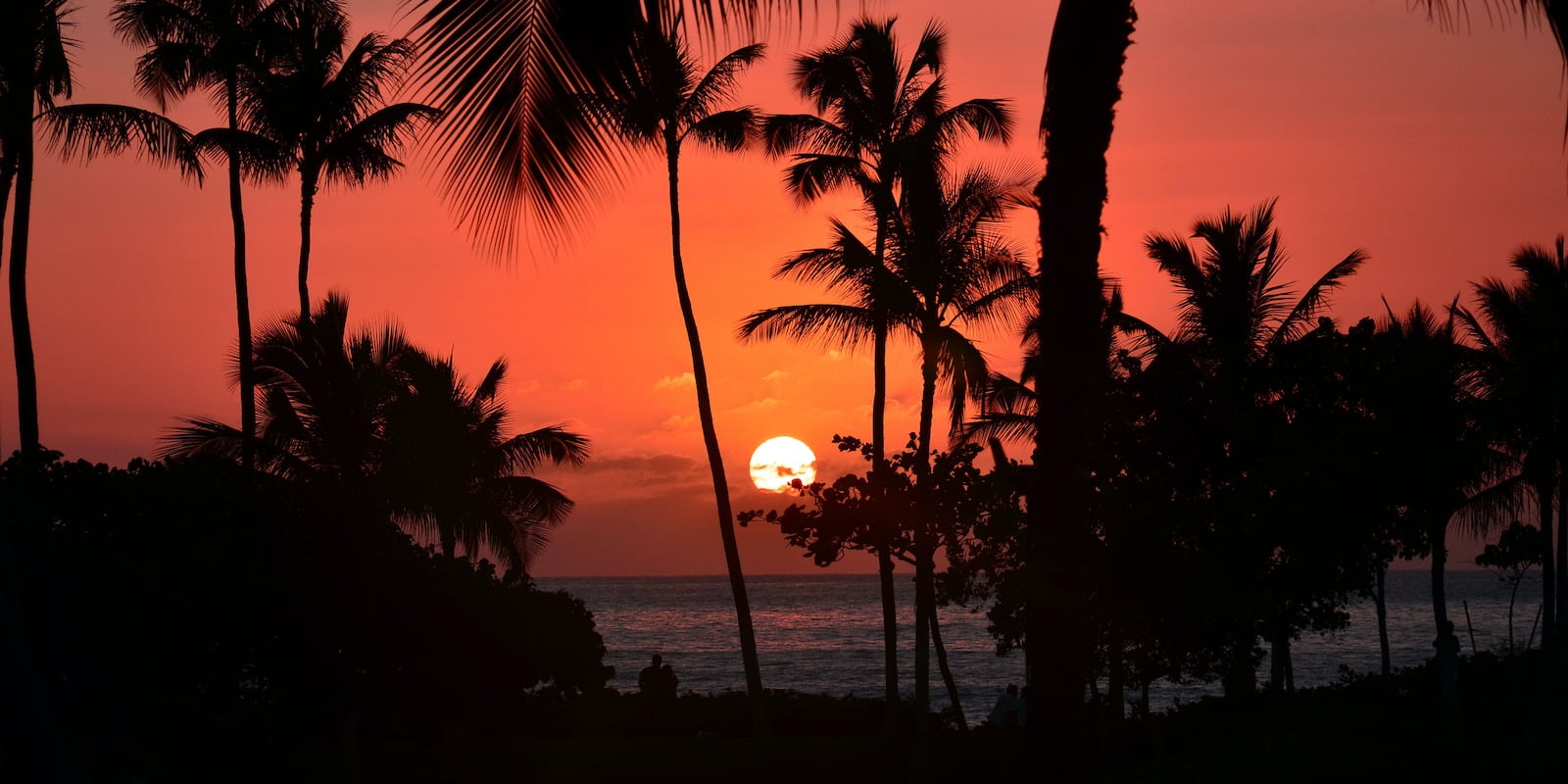silhouette of coconut palm trees near body of water during sunset